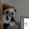 Panda de peluche escondido