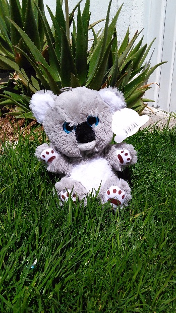 Imagen de Koala de peluche premium25 cms numero 1