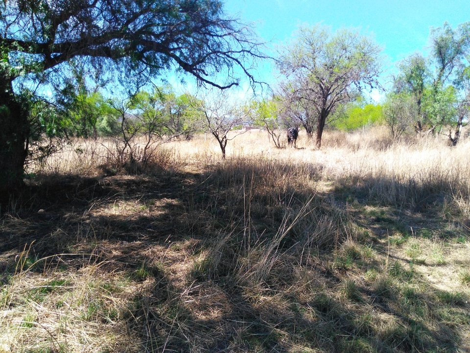 Imagen de Terreno Rancho de 4.6 hectareas pegado al municipio de San Pedro Zacatecas numero 4