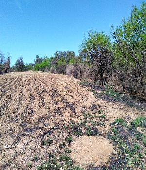 Imagen de Terreno Rancho de 4.6 hectareas pegado al municipio de San Pedro Zacatecas